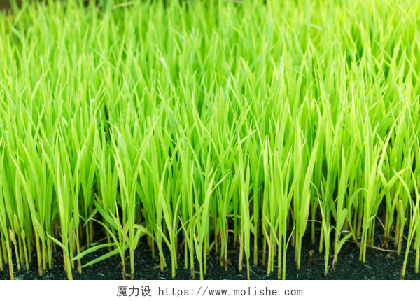 绿色的水稻幼苗青年绿色稻田。年轻的绿色水稻。绿色水稻植株。绿色水稻幼苗叶片的麦田.